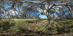 panorama of gum tree